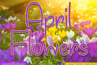 April Flowers Font: A Handwritten Typeface for Editorial Design